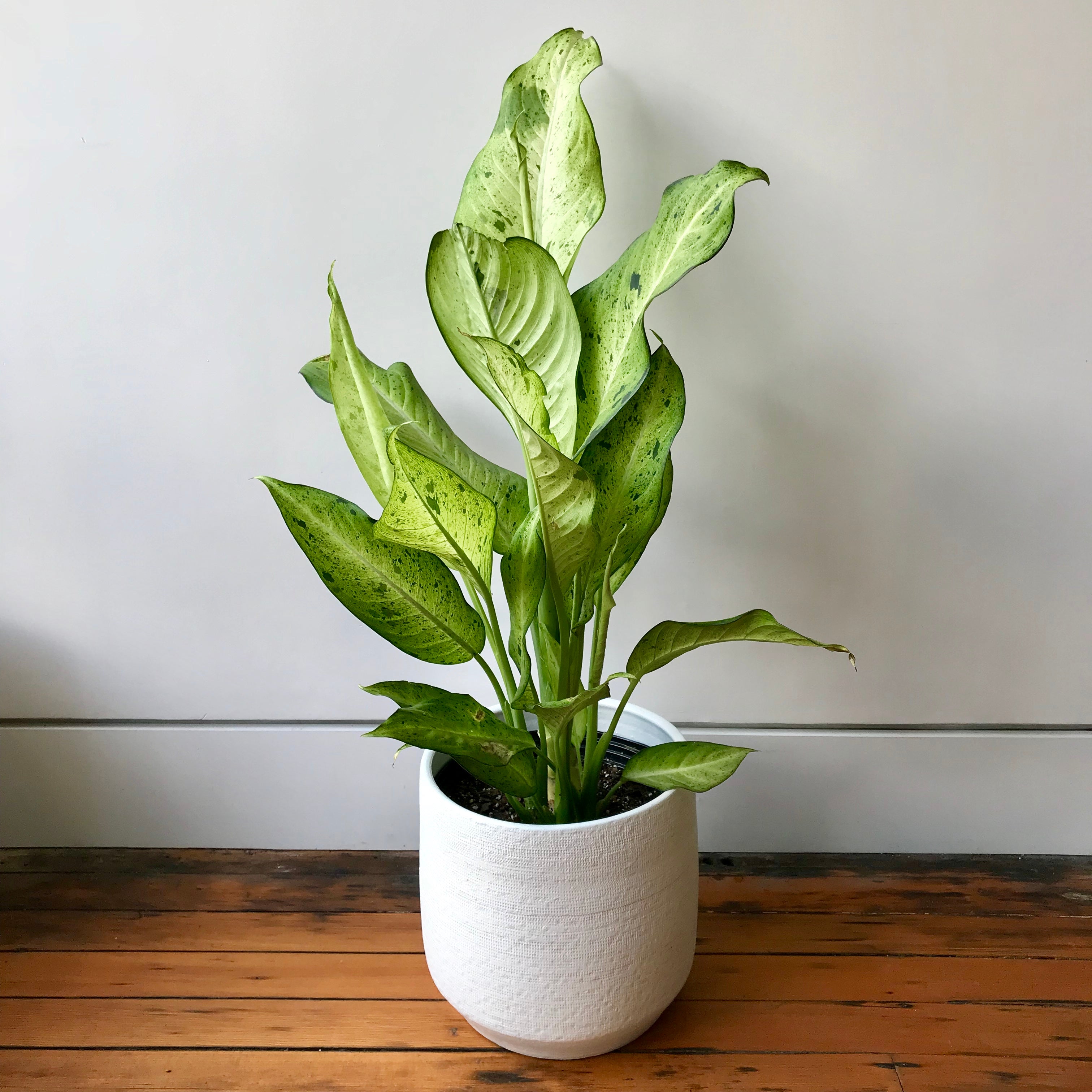 dieffenbachia camouflage pp 12275 Dieffenbachia Camouflage – Local Branch