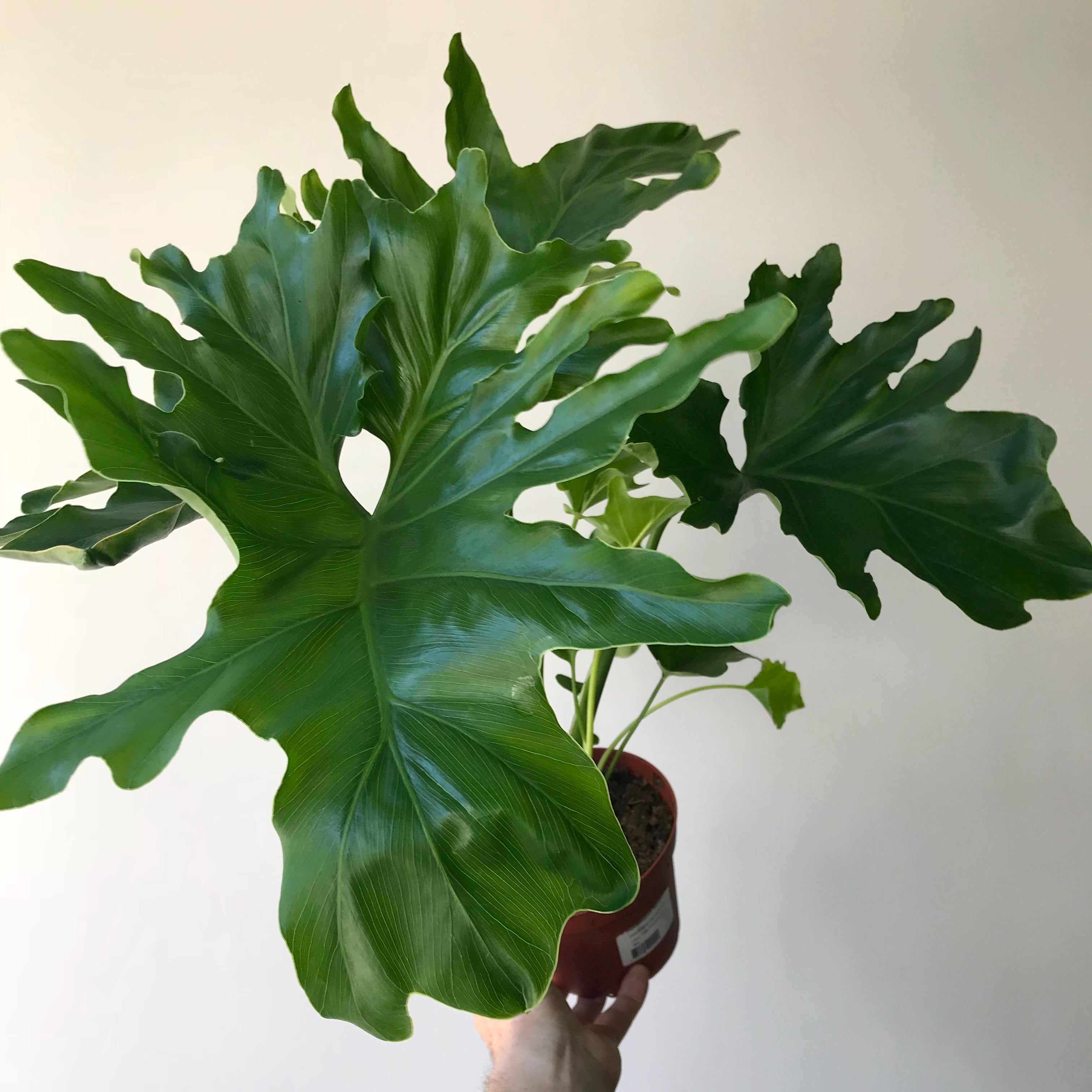 dubium philodendron Thaumatophyllum Bipinnatifidum