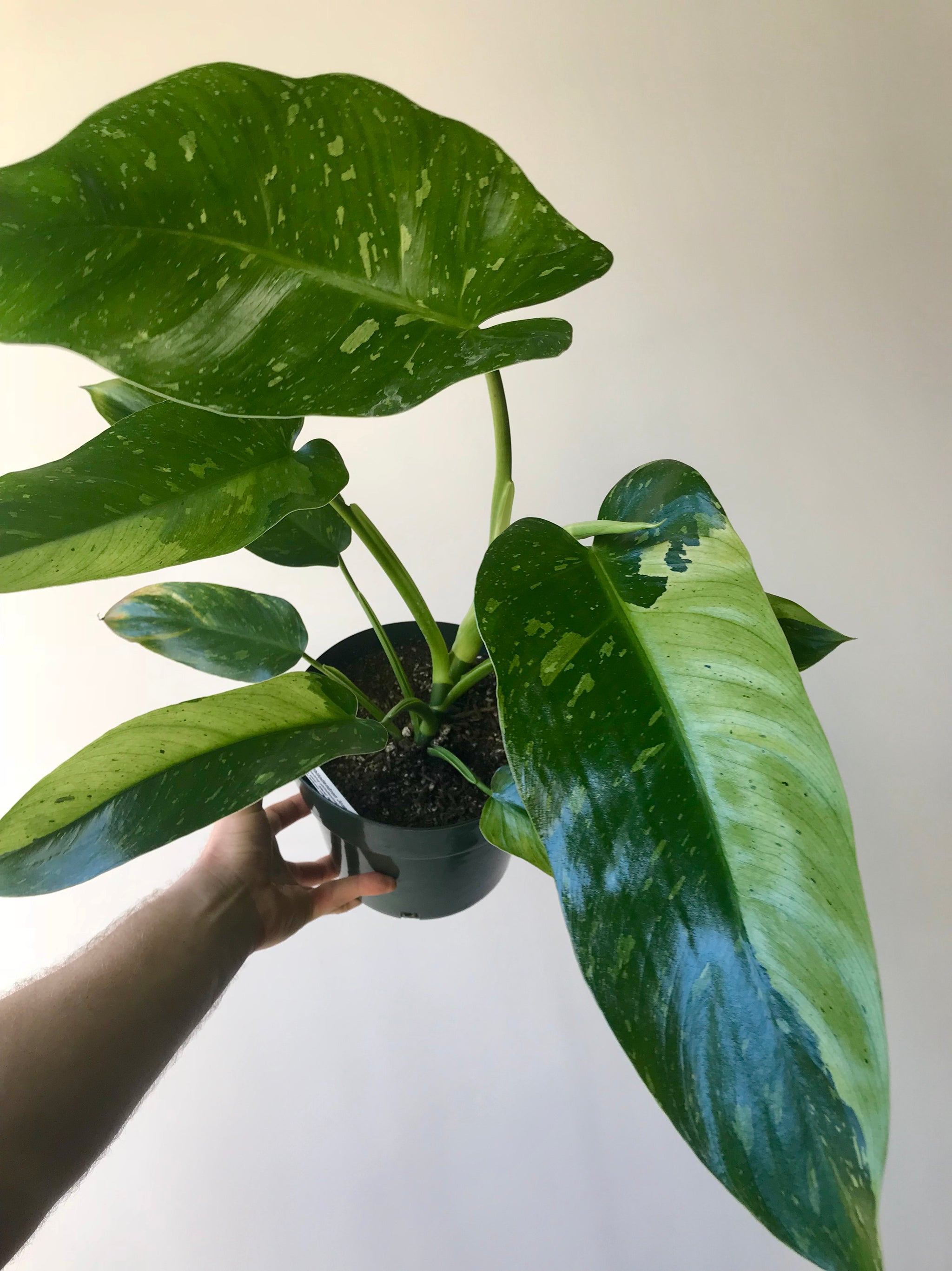 philodendron jose buono vs imbe Philodendron Jose Buono – Local Branch
