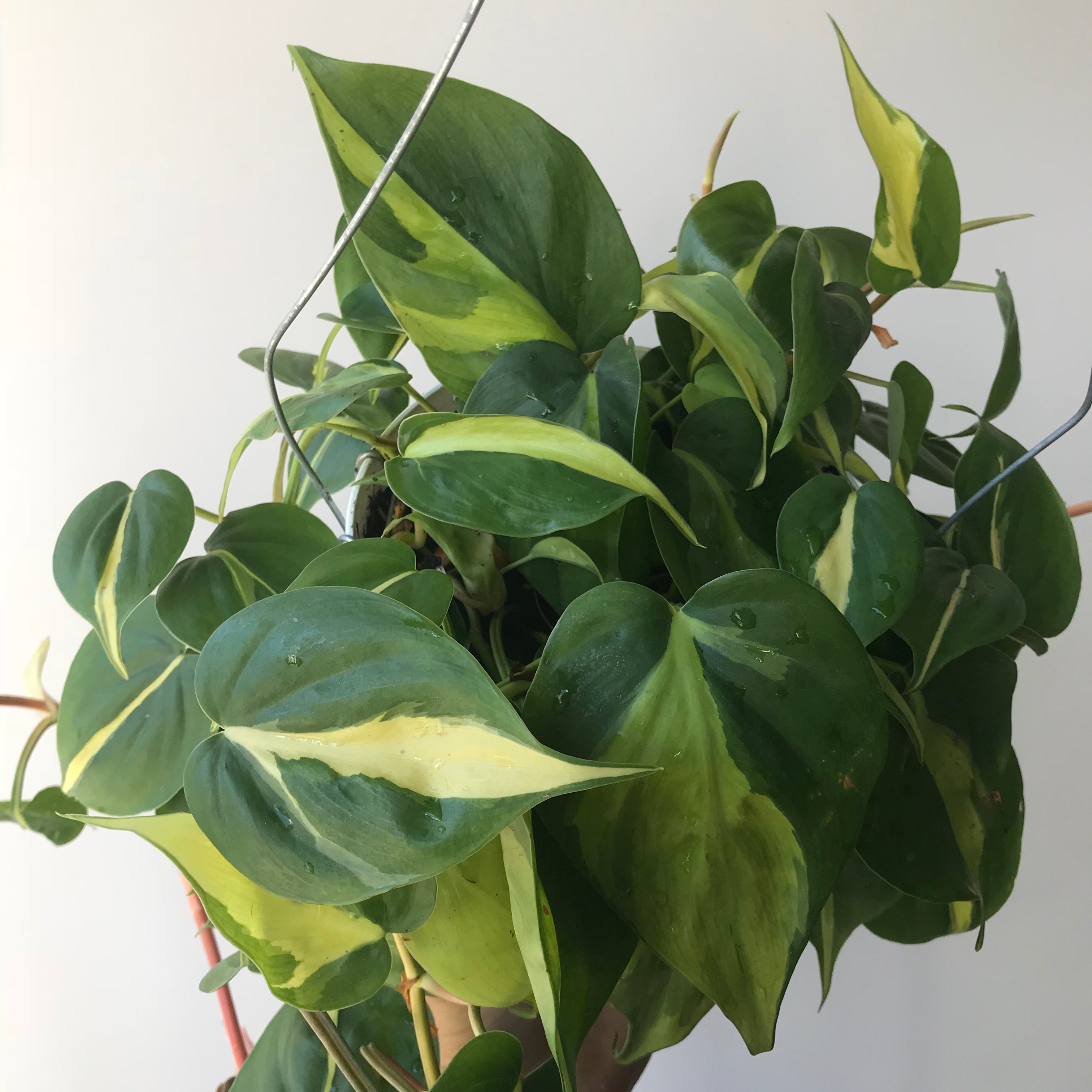 philodendron corcovado Philodendron Rio