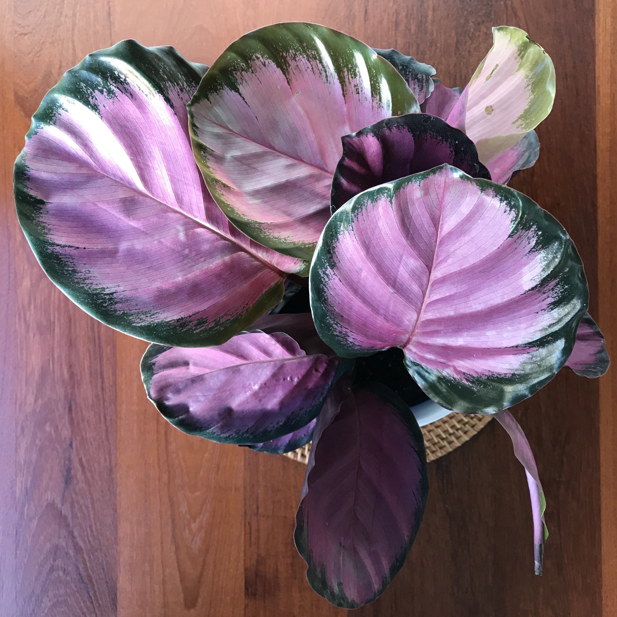 Calathea roseopicta Rosy  Local Branch