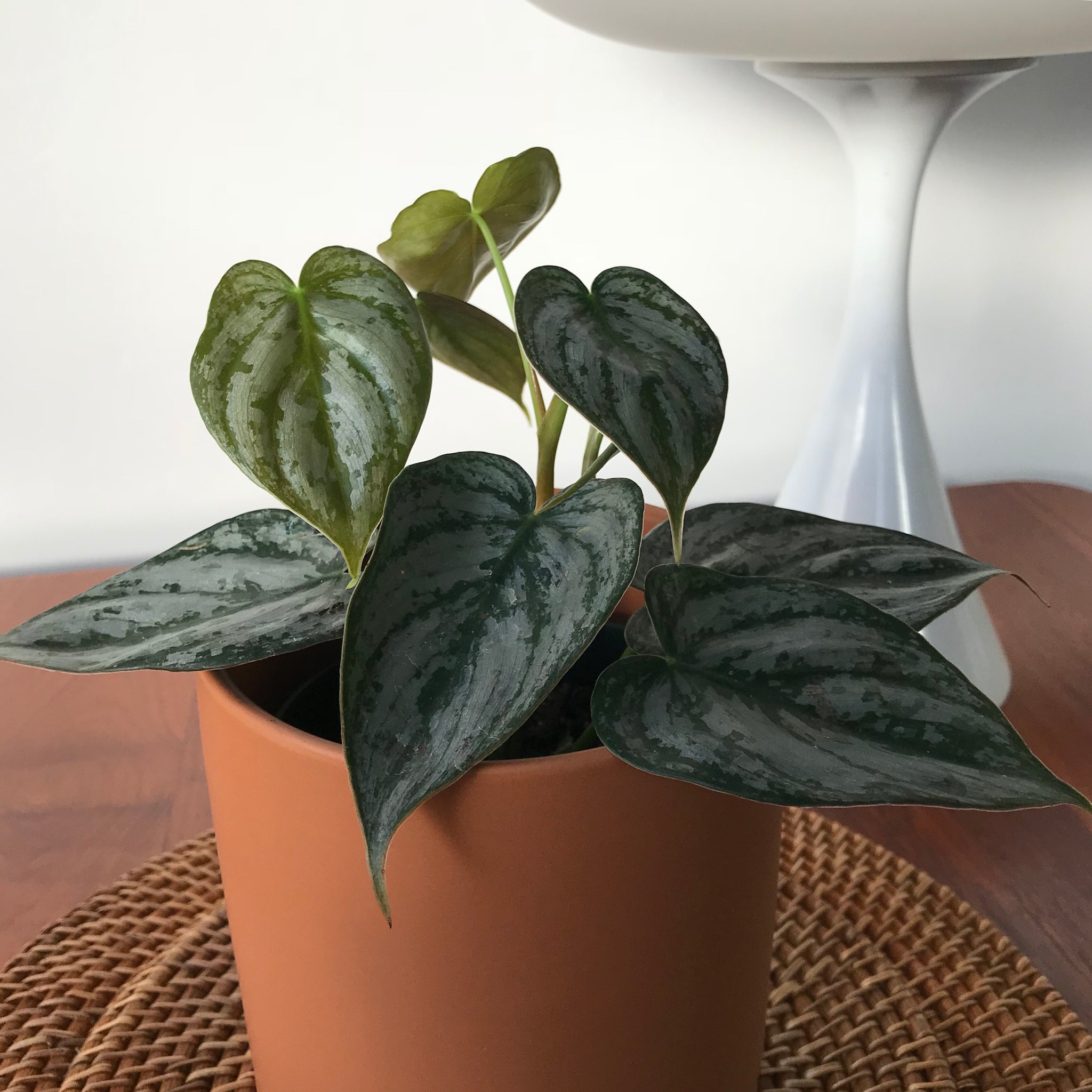 Philodendron Brandi