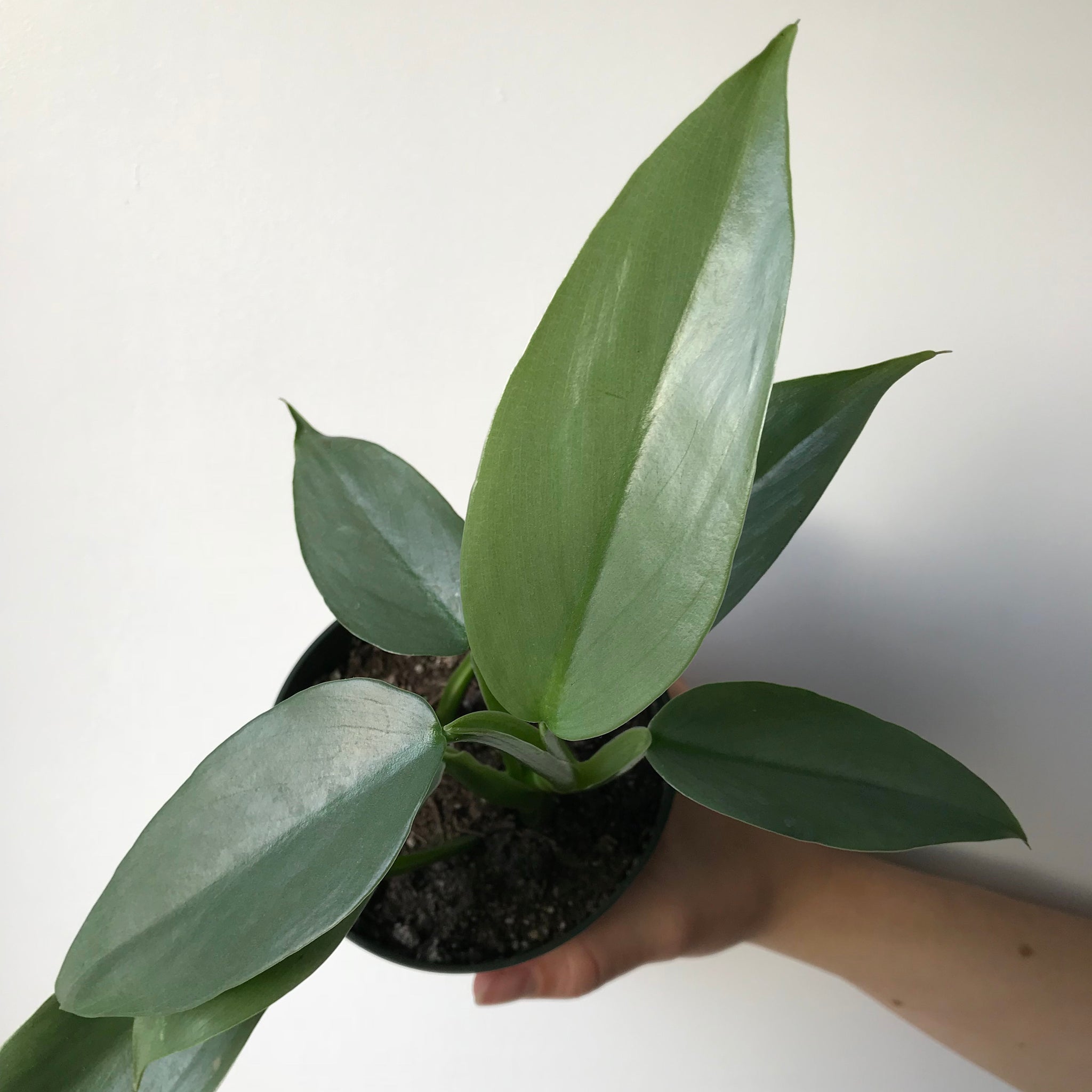 hastatum philodendron Silver Sword