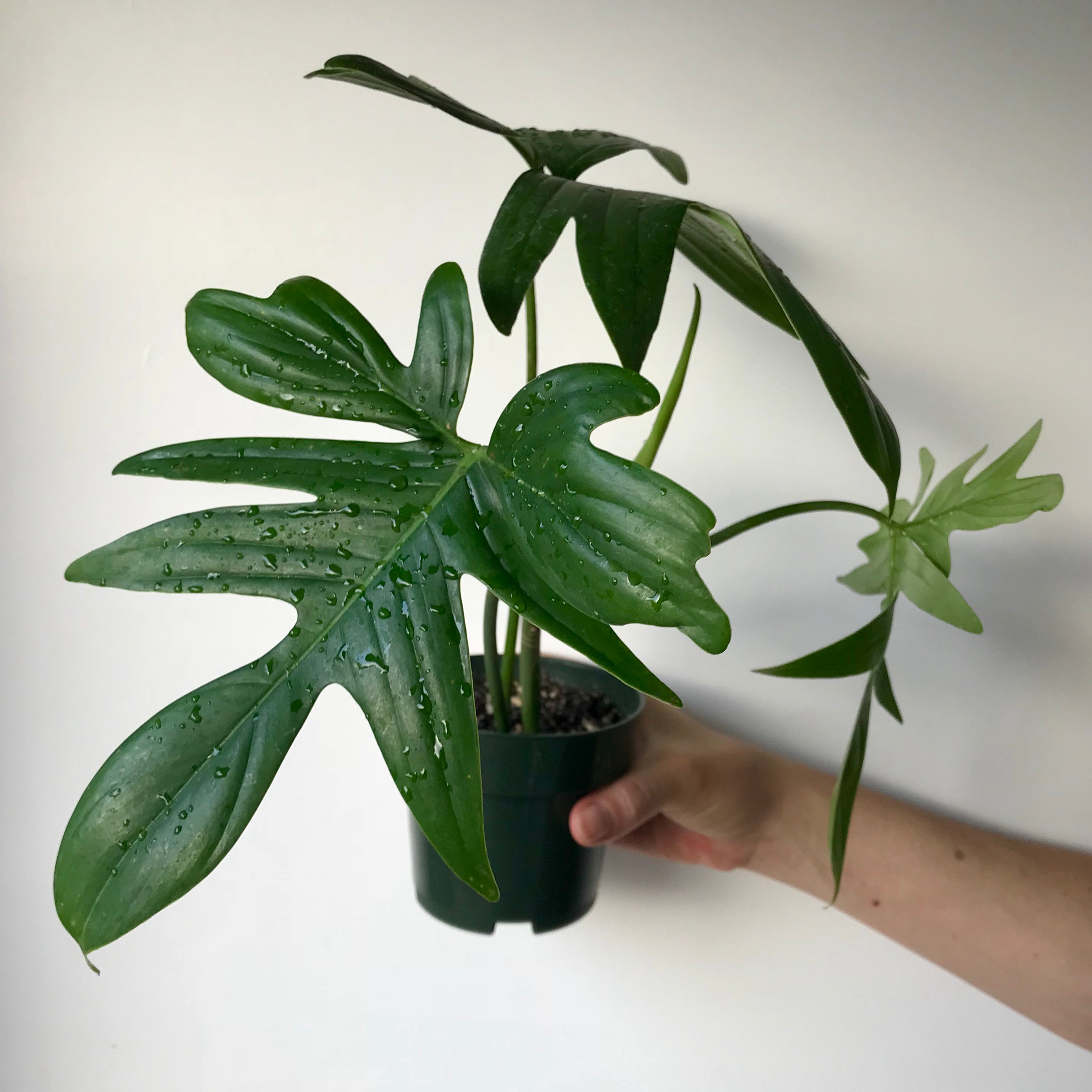 philodendron laciniatum Philodendron pedatum laciniatum