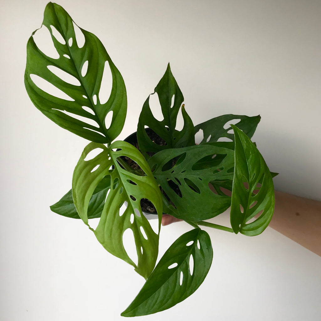 philodendron laciniatum pedatum Philodendron pedatum laciniatum – Local Branch
