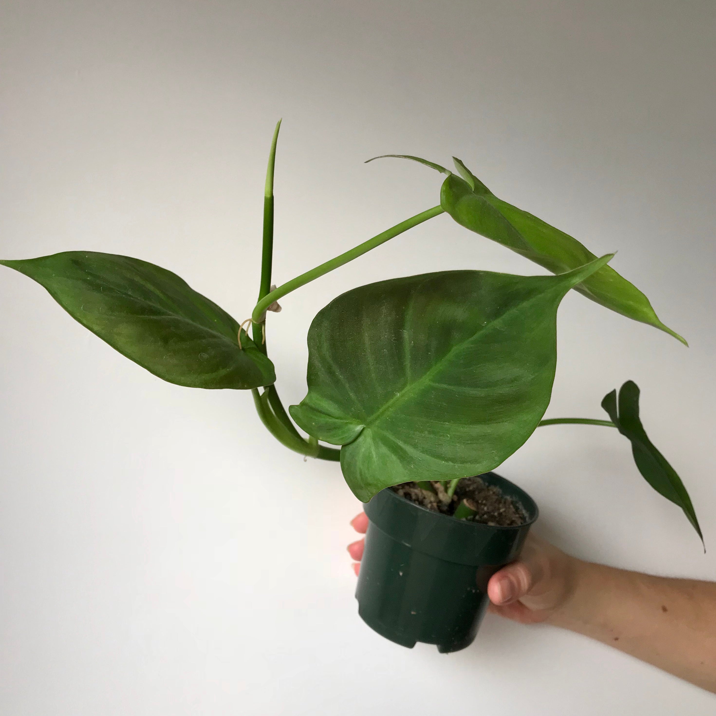 philodendron campospartoanum Philodendron Camposportoanum – Local Branch