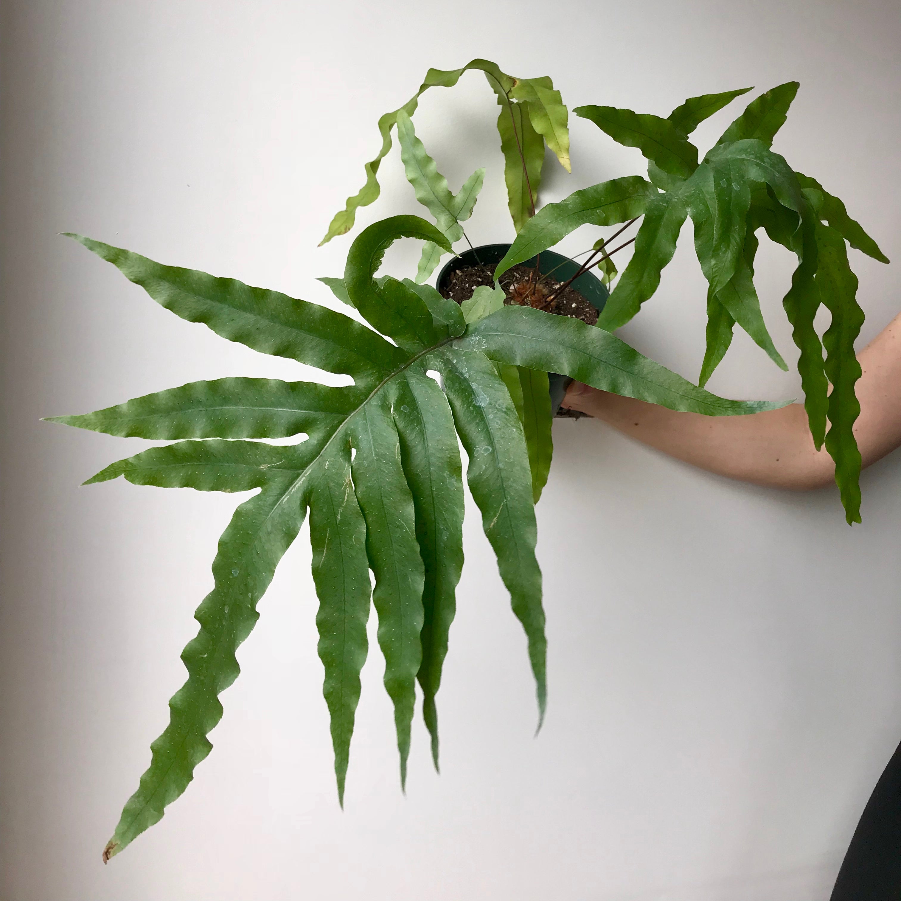 bear paw fern blue star Bear Paw Fern