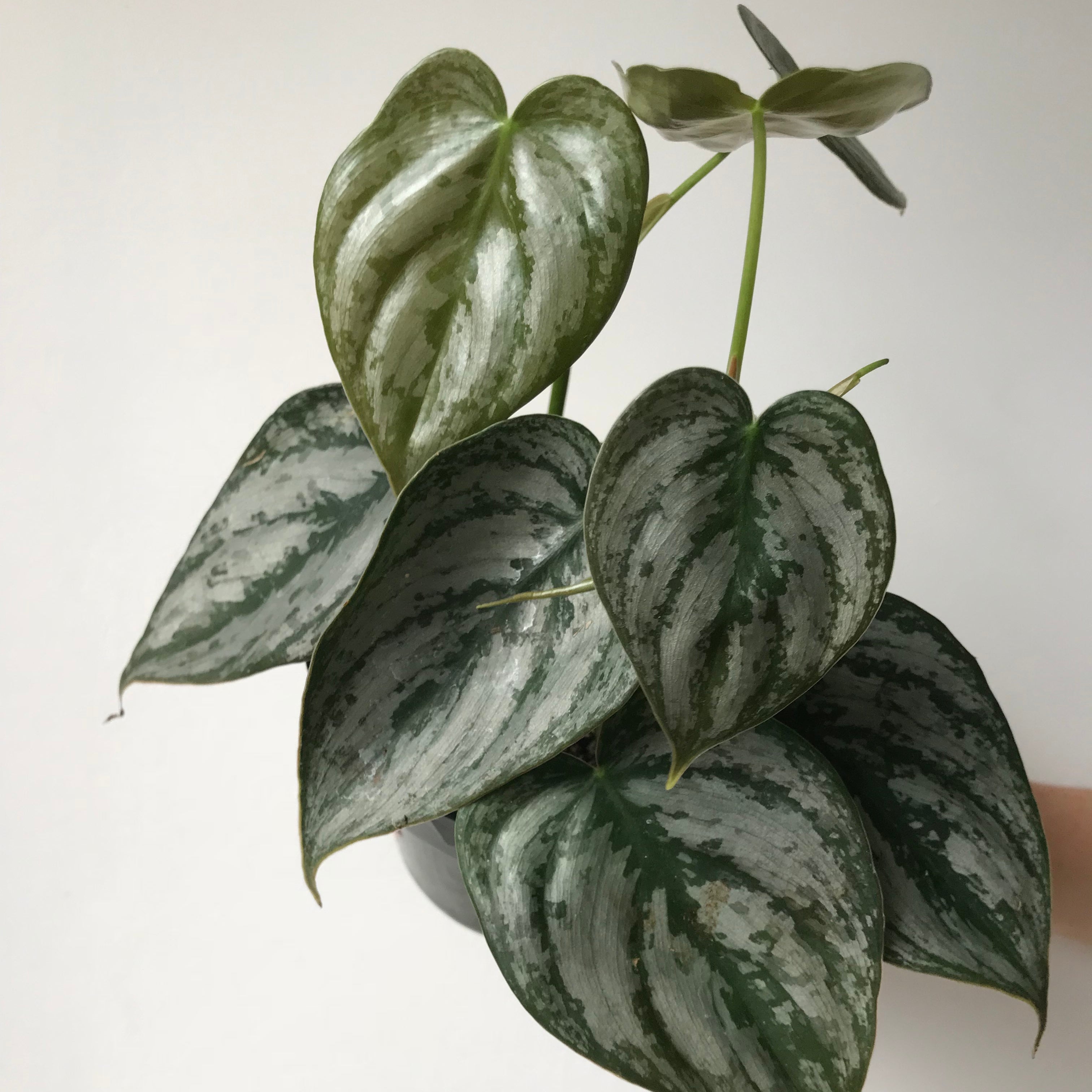 brandi philodendron Philodendron Brandi