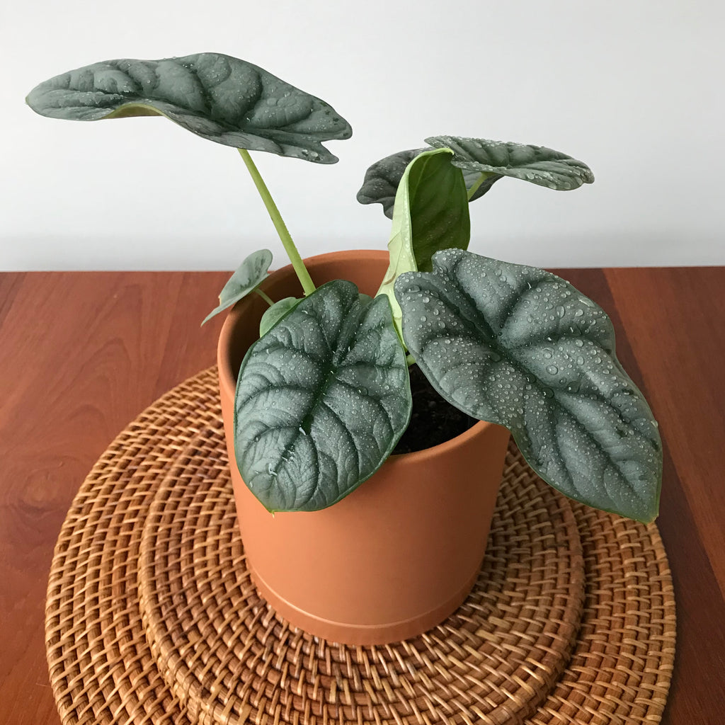 Alocasia Silver Dragon Baginda - Jewel Alocasia