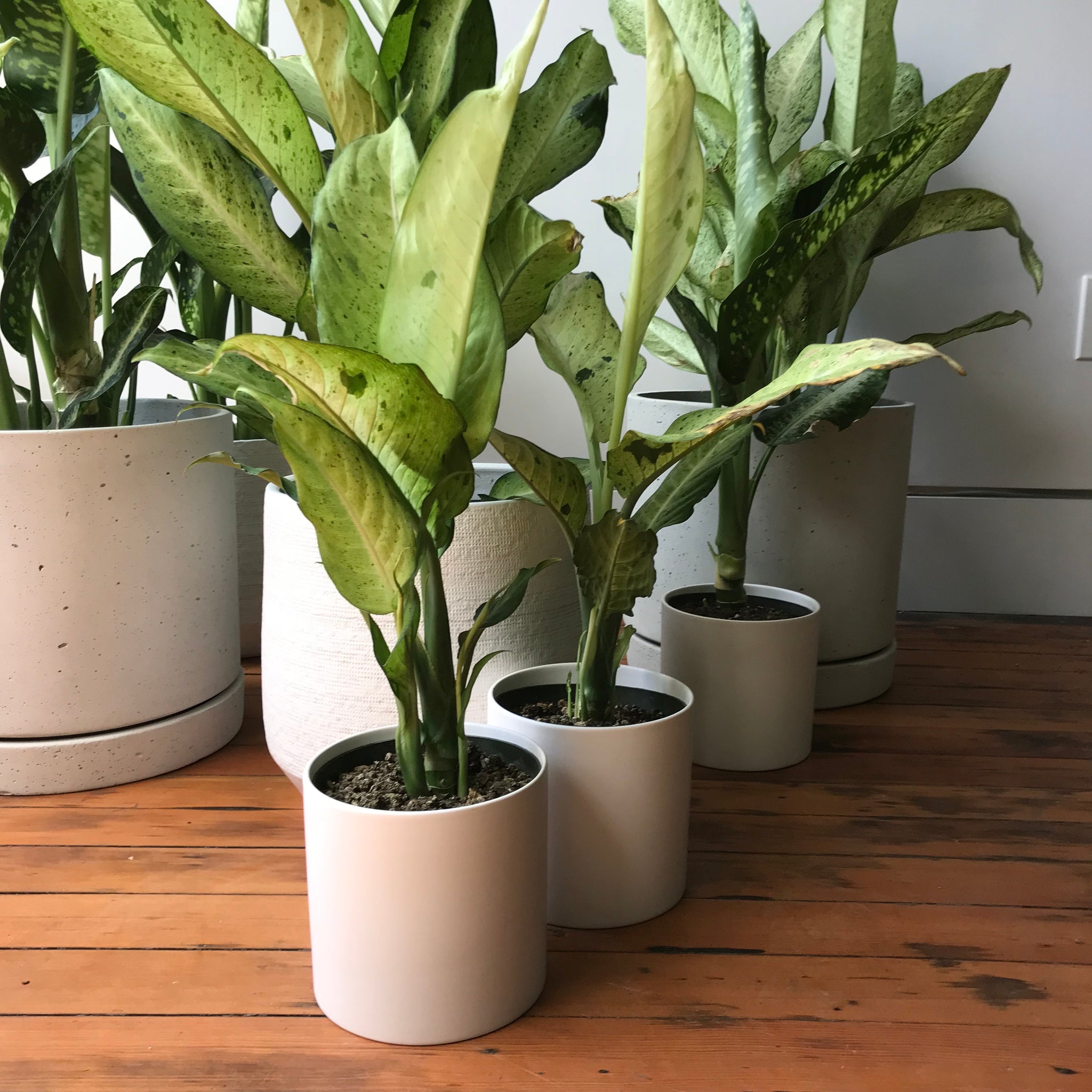 dieffenbachia camouflage pp 12275 Dieffenbachia Camouflage – Local Branch