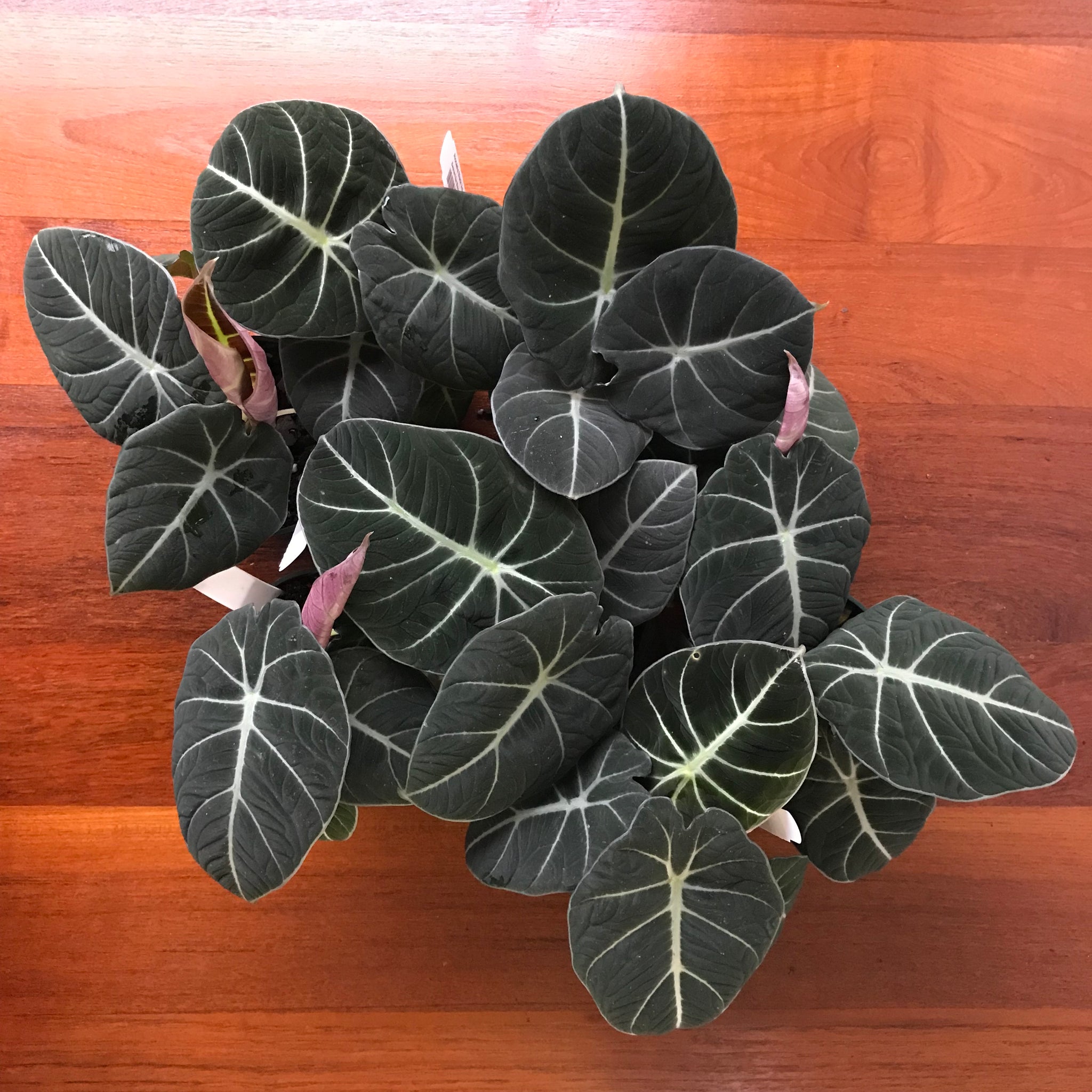 leticia レチシア　VELVET(Black) 4 in Alocasia Black Velvet Live Houseplant with Indirect