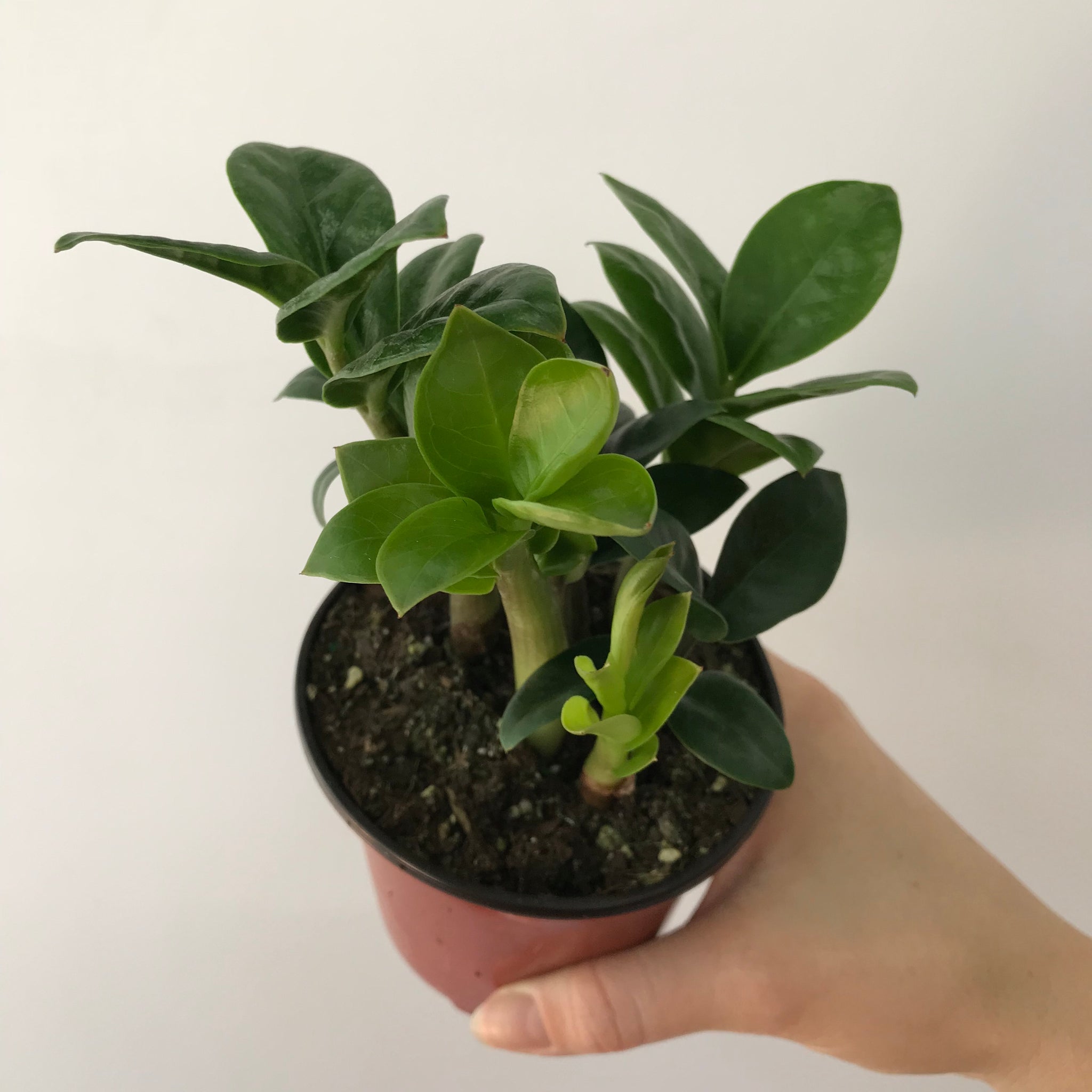 Zenzi ZZ Plant