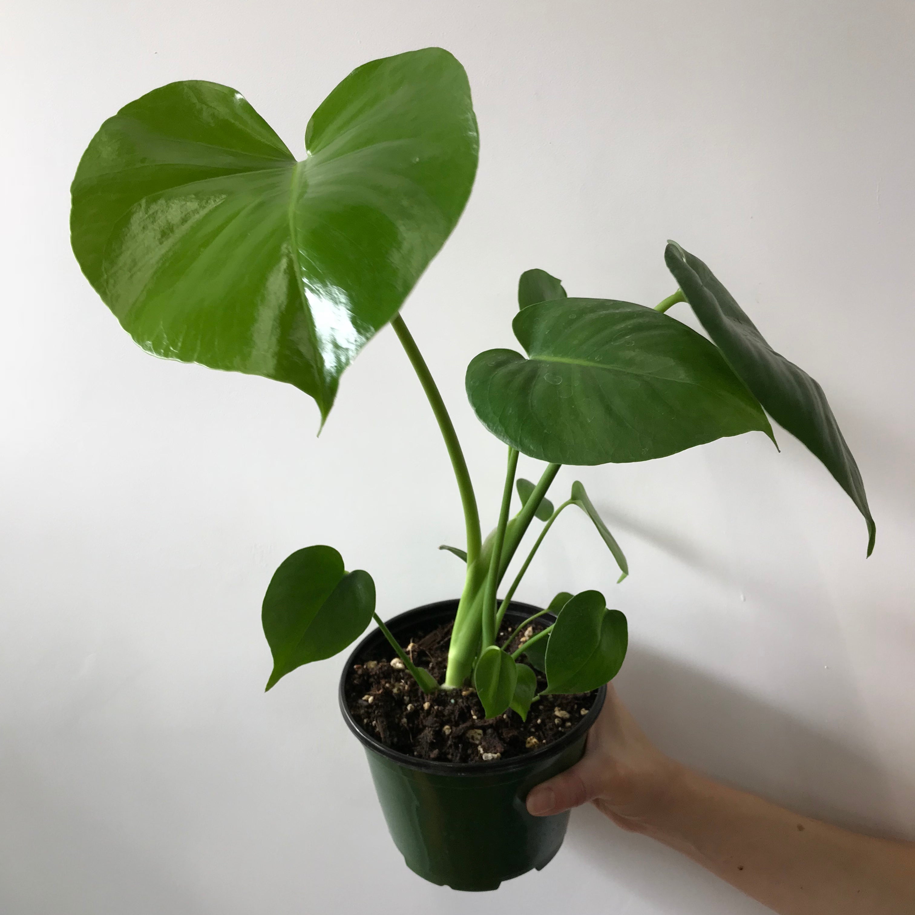 monstera dwyeri Monstera Deliciosa