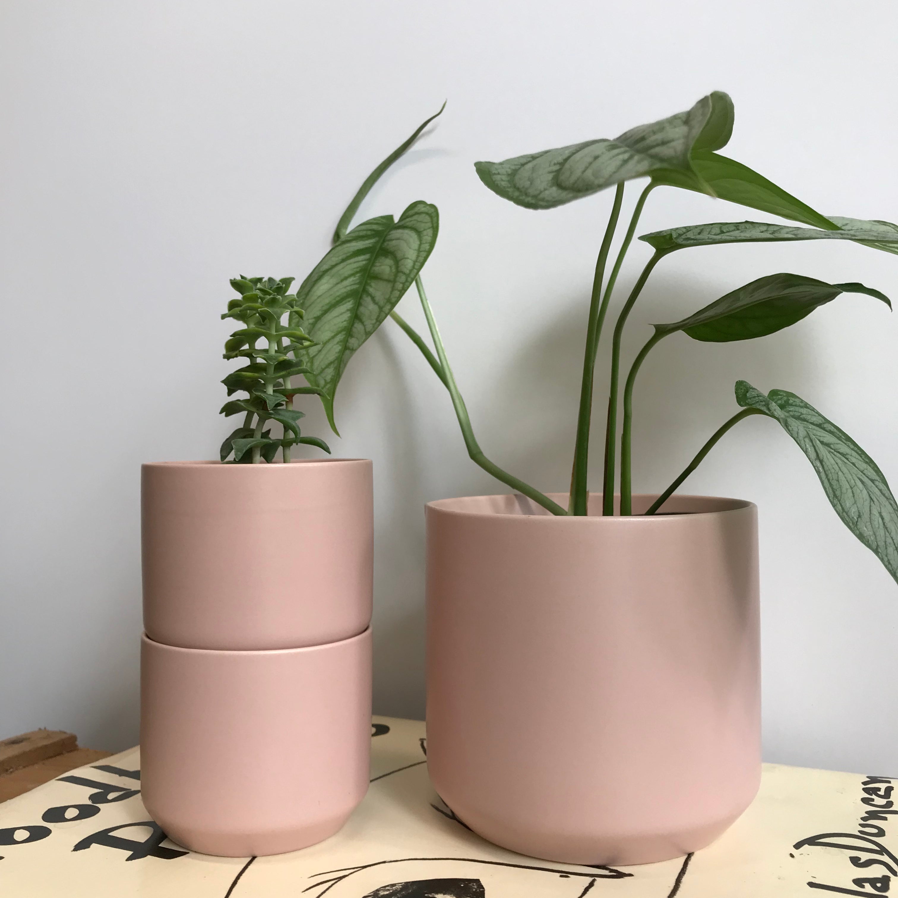 pink plant pot indoor Blush Matte Pink Cylinder Planter