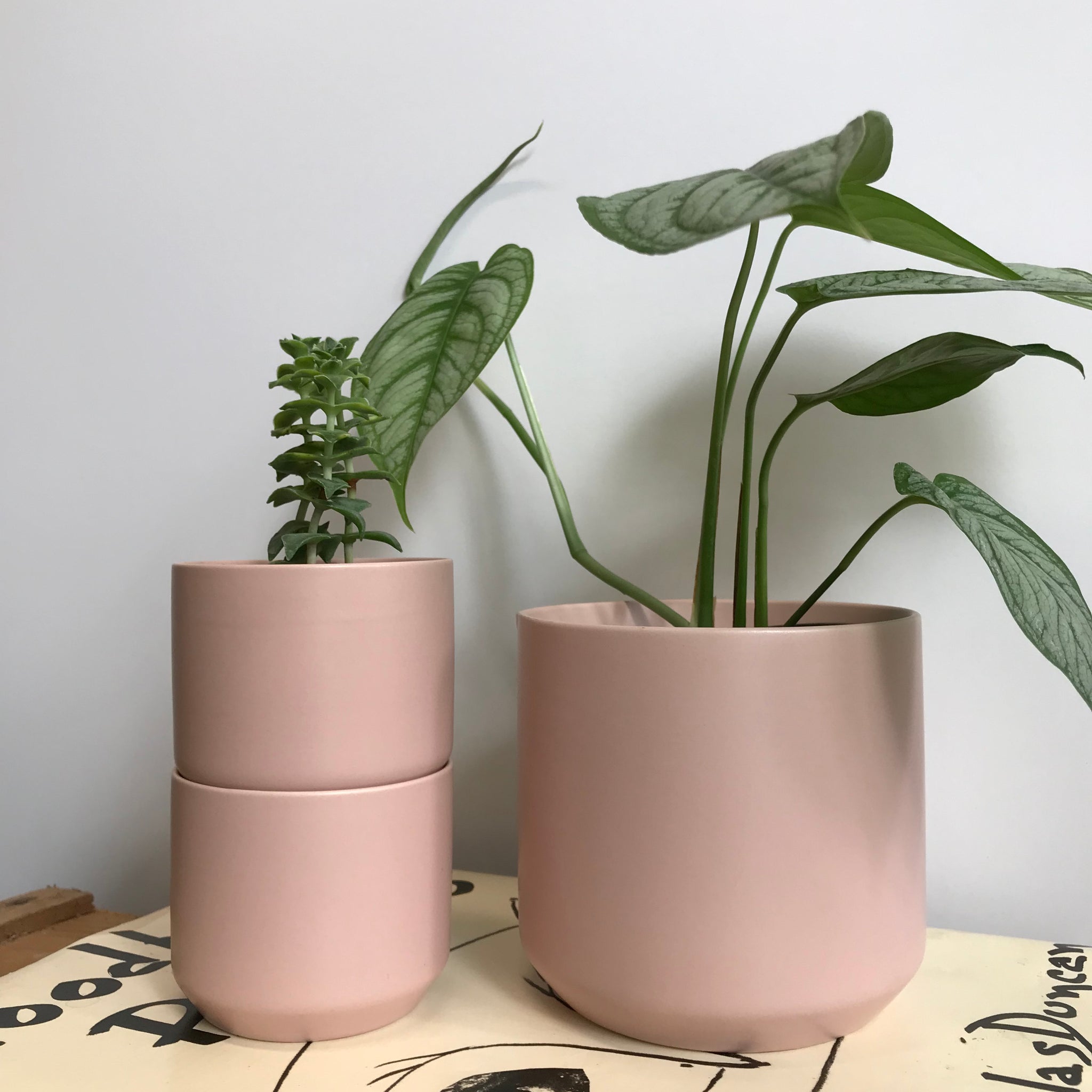 pink ceramic plant pot Blush Matte Pink Cylinder Planter