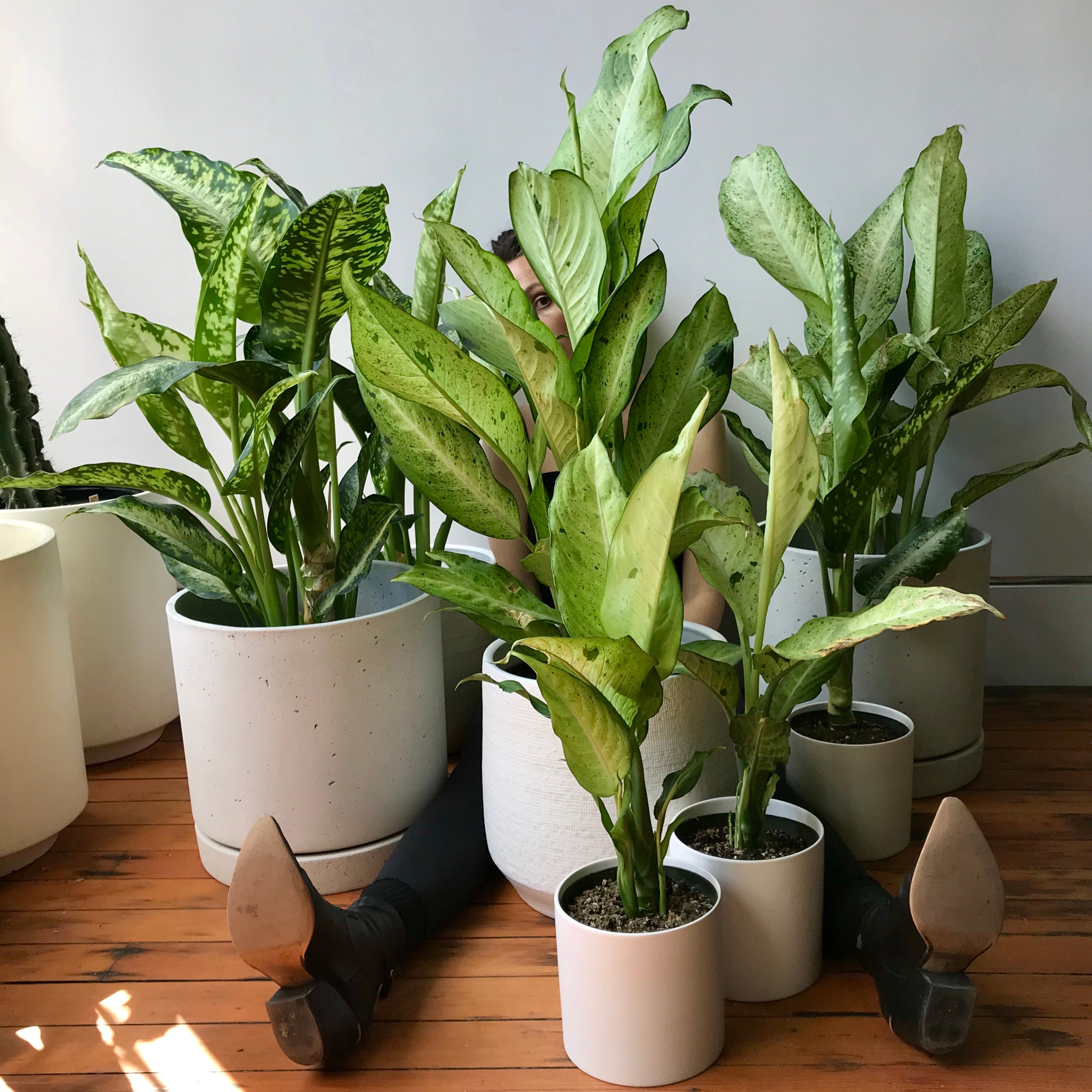 dieffenbachia nursery Dieffenbachia Panther – Local Branch