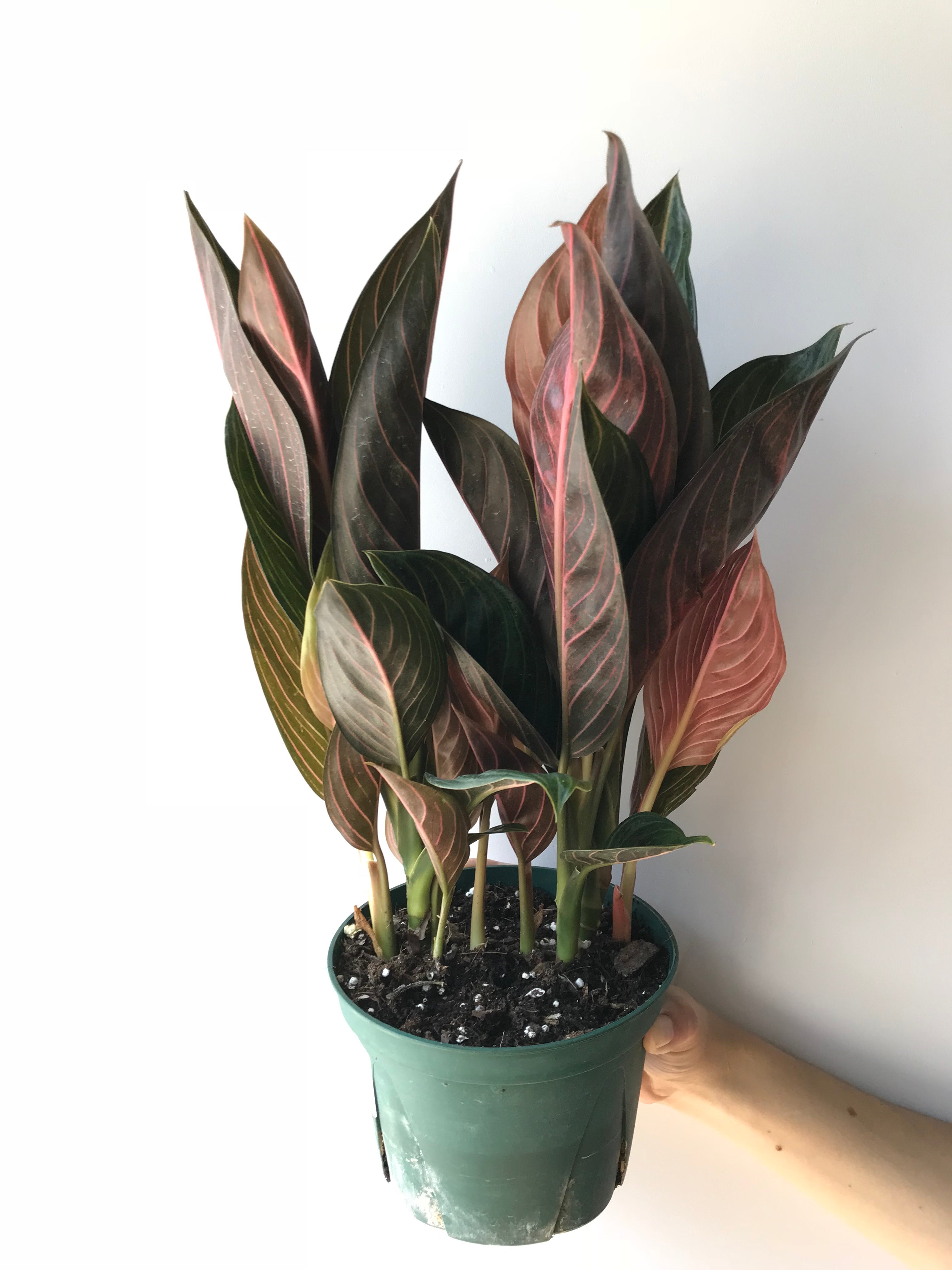 chocolate aglaonema Chinese Evergreen