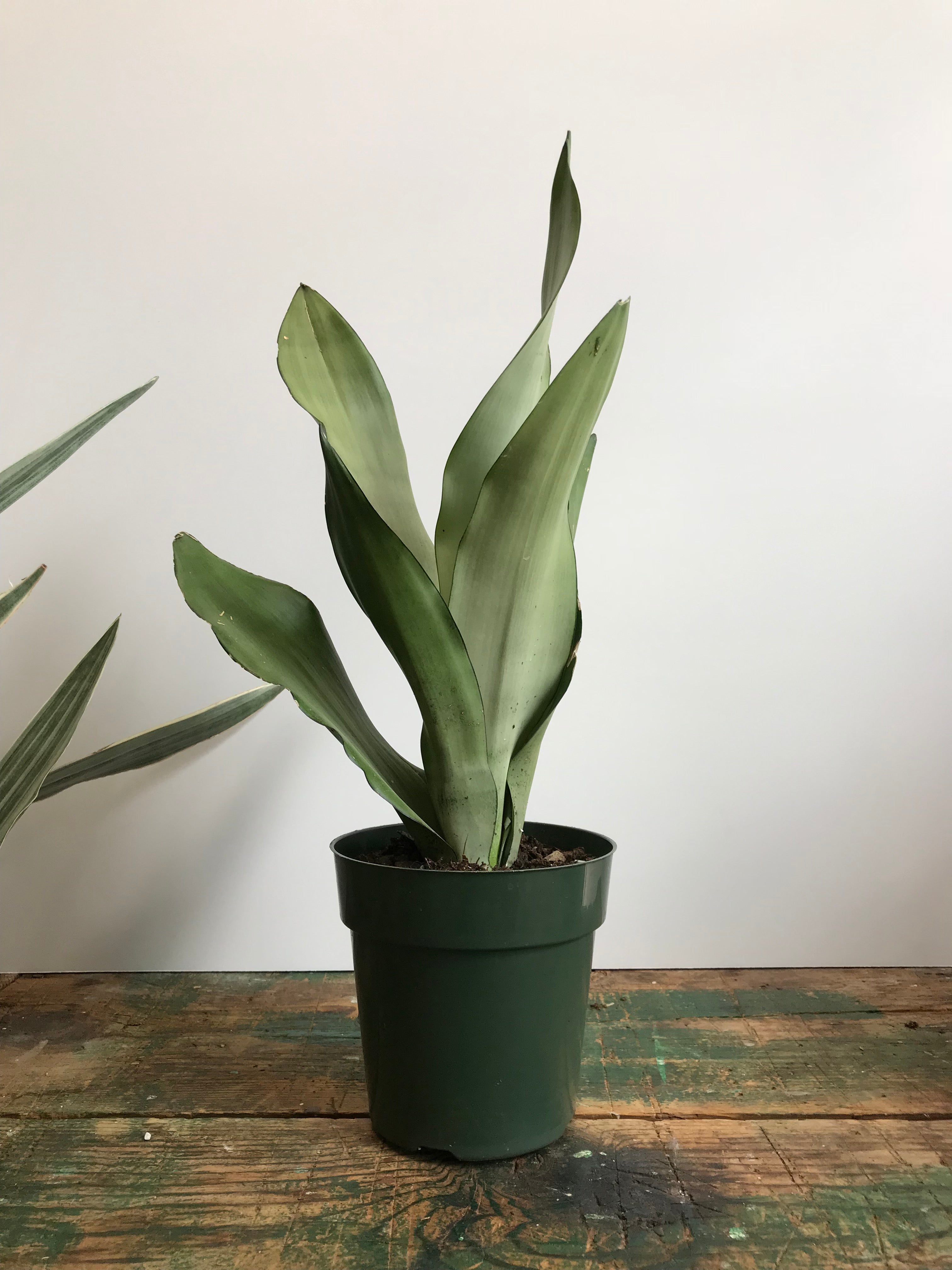 moon snake plant Moonshine Snake Plant