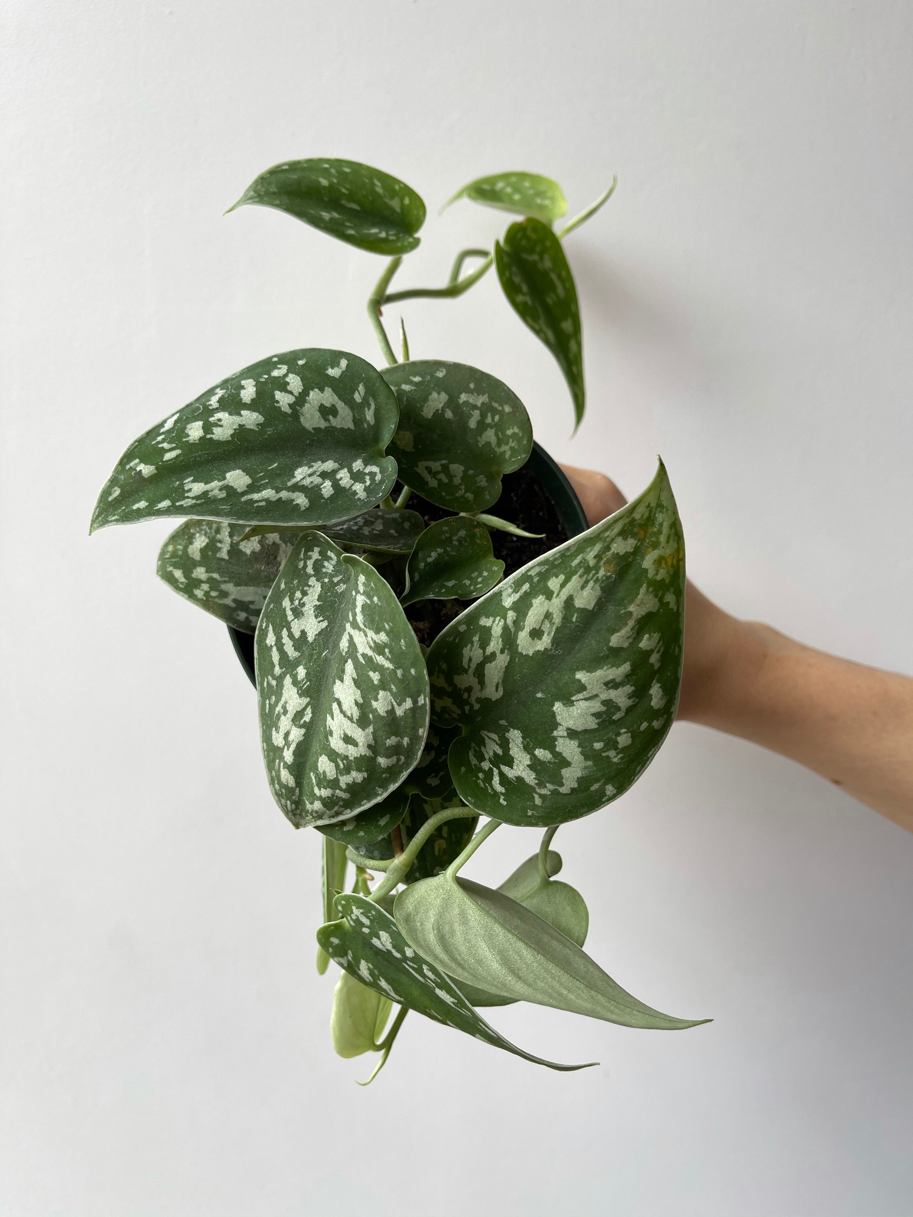 satin pothos argyraeus Satin Pothos