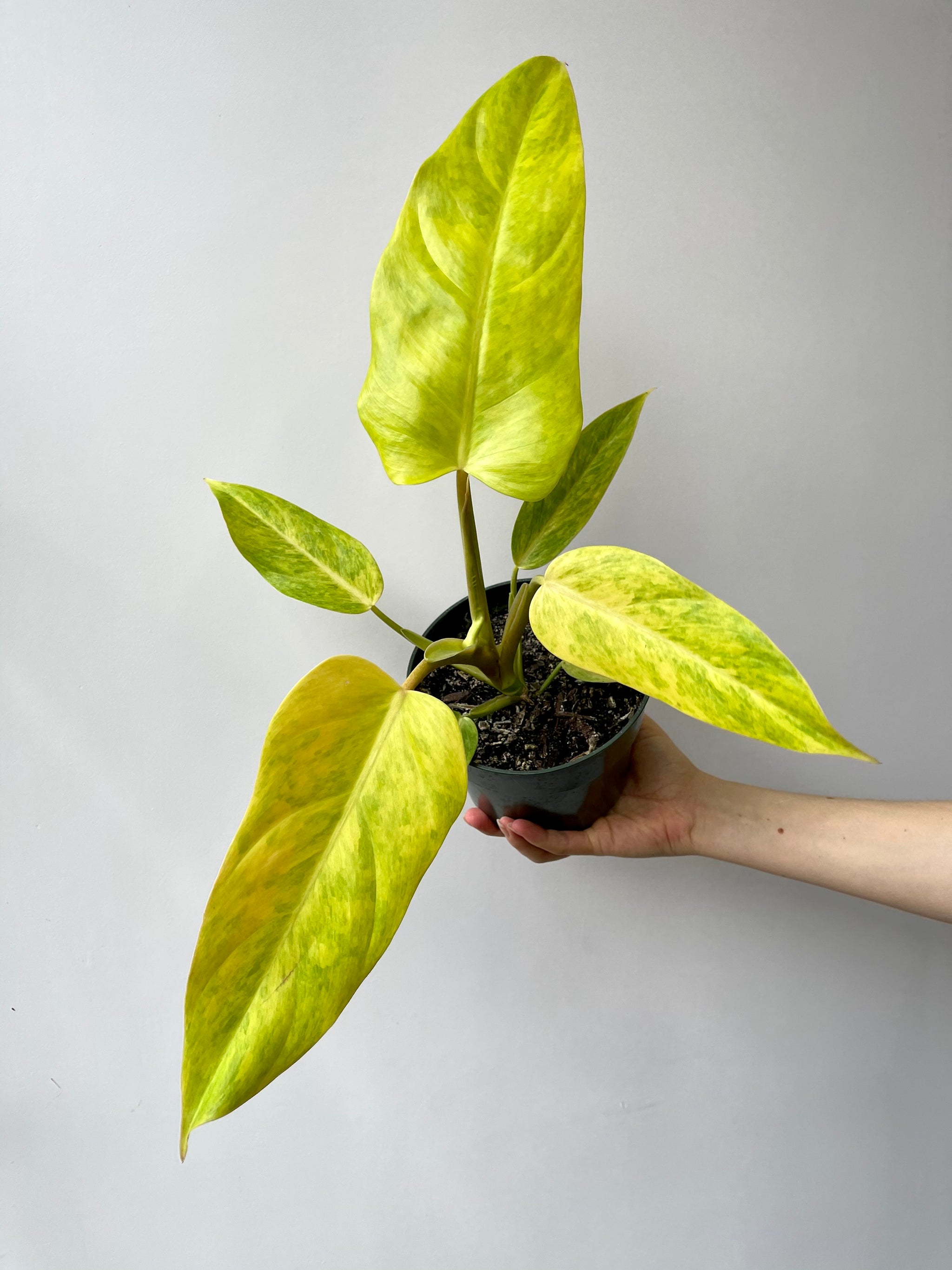 philodendron gold bullion Philodendron Goldiana – Local Branch