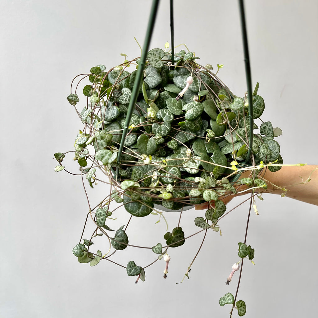 String of Hearts - Ceropegia Woodii