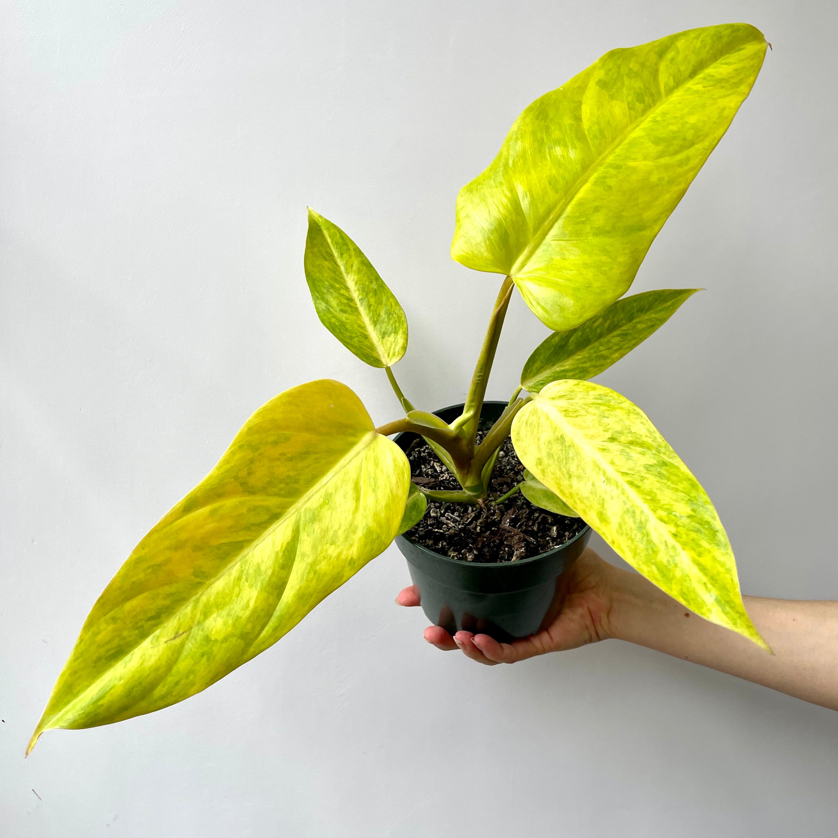 philodendron goldiana vs painted lady Philodendron Goldiana
