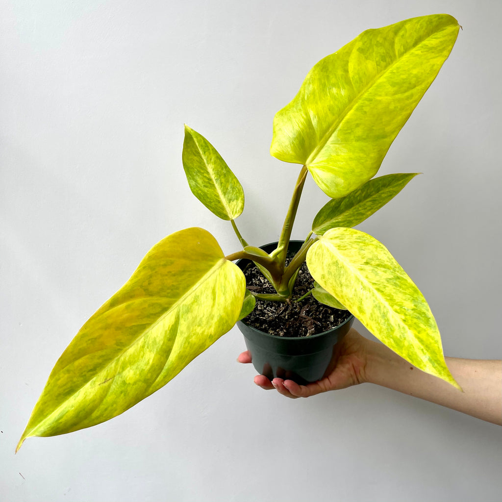 Philodendron Goldiana