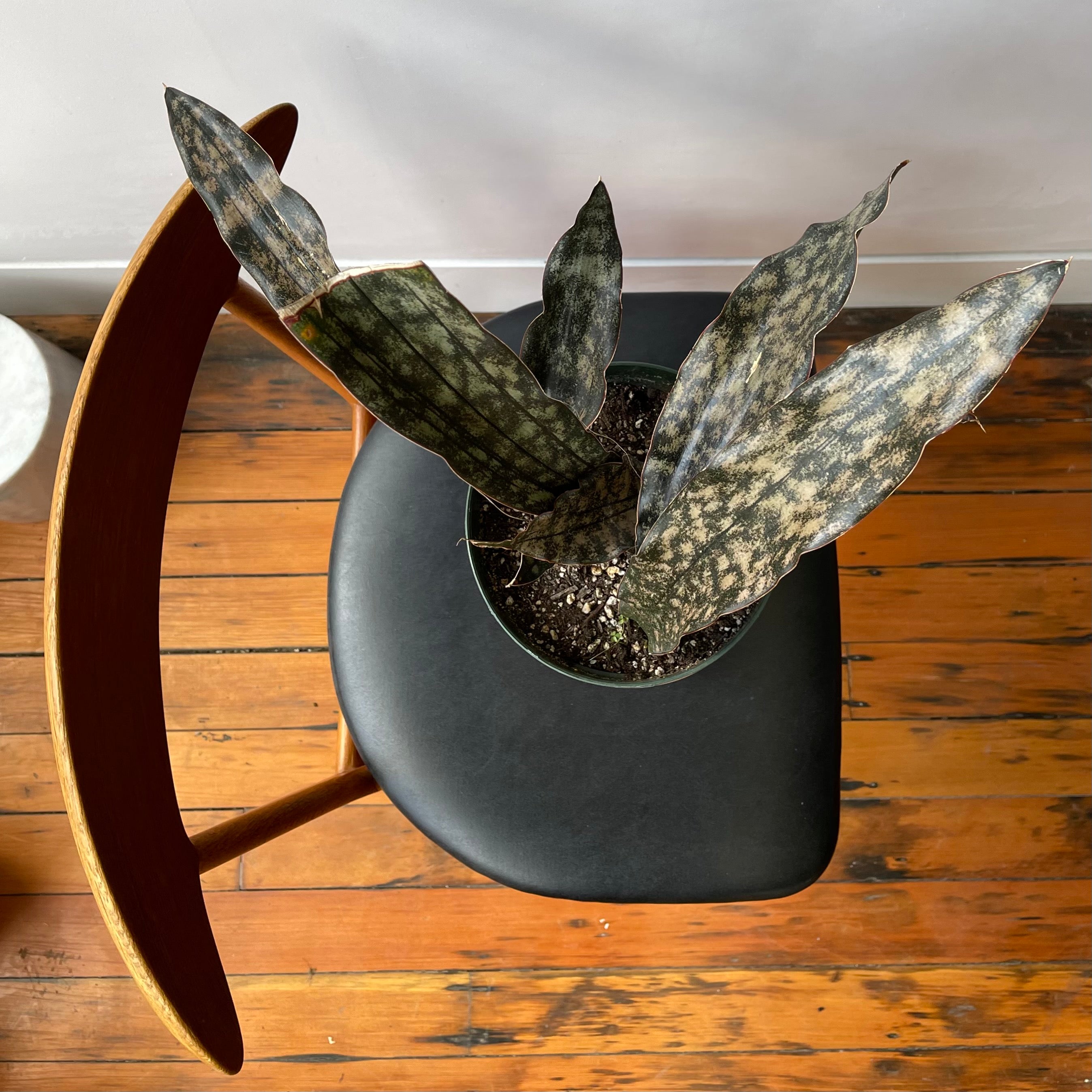 dracena sansevieria Dracaena pethera