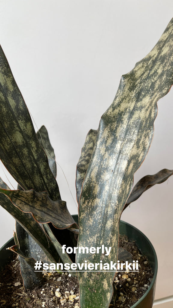 Dracaena pethera - Sansevieria kirkii 'Coppertone'