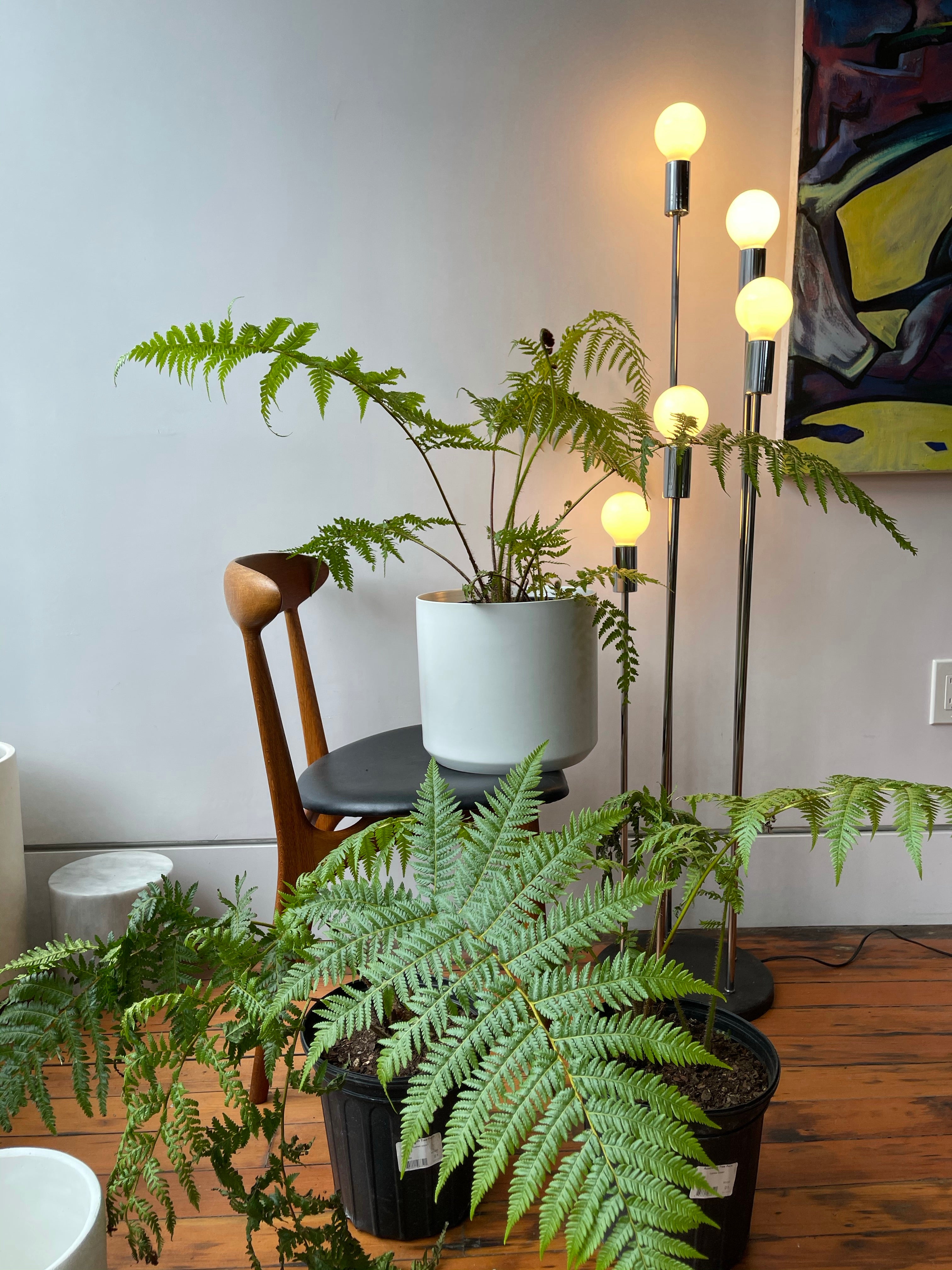 tree fern indoor plant Australian Tree Fern
