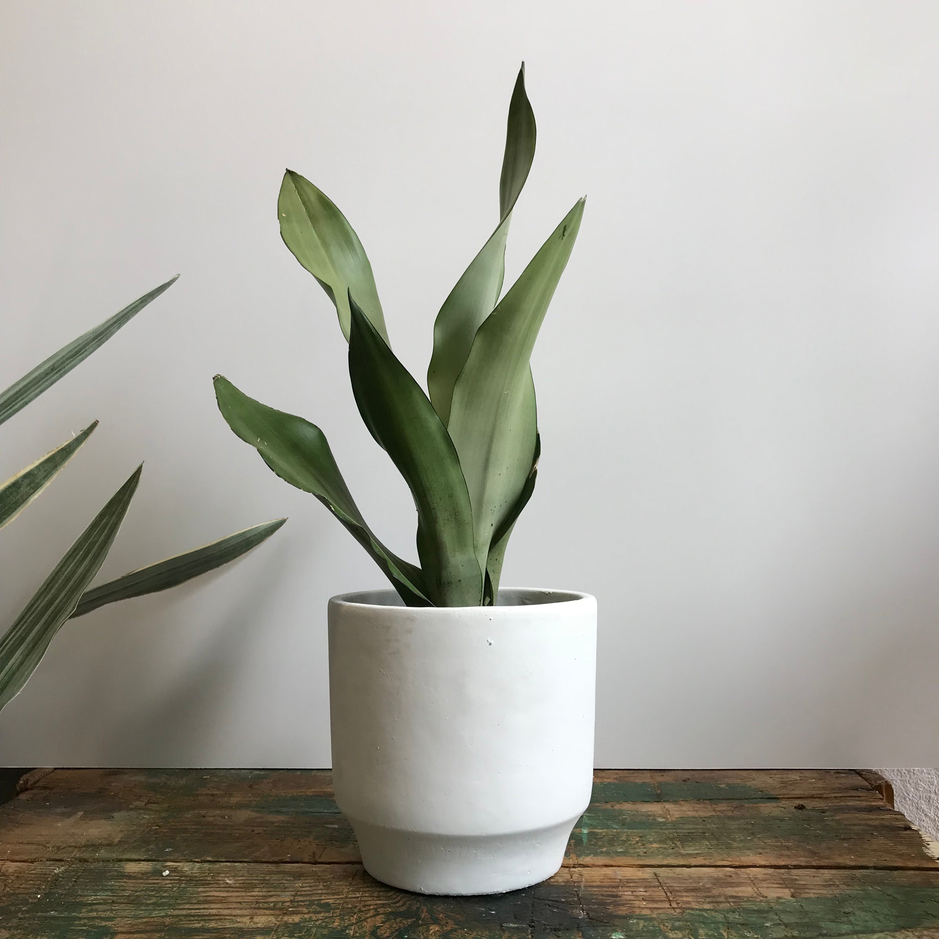 dracaena moonshine Moonshine Snake Plant