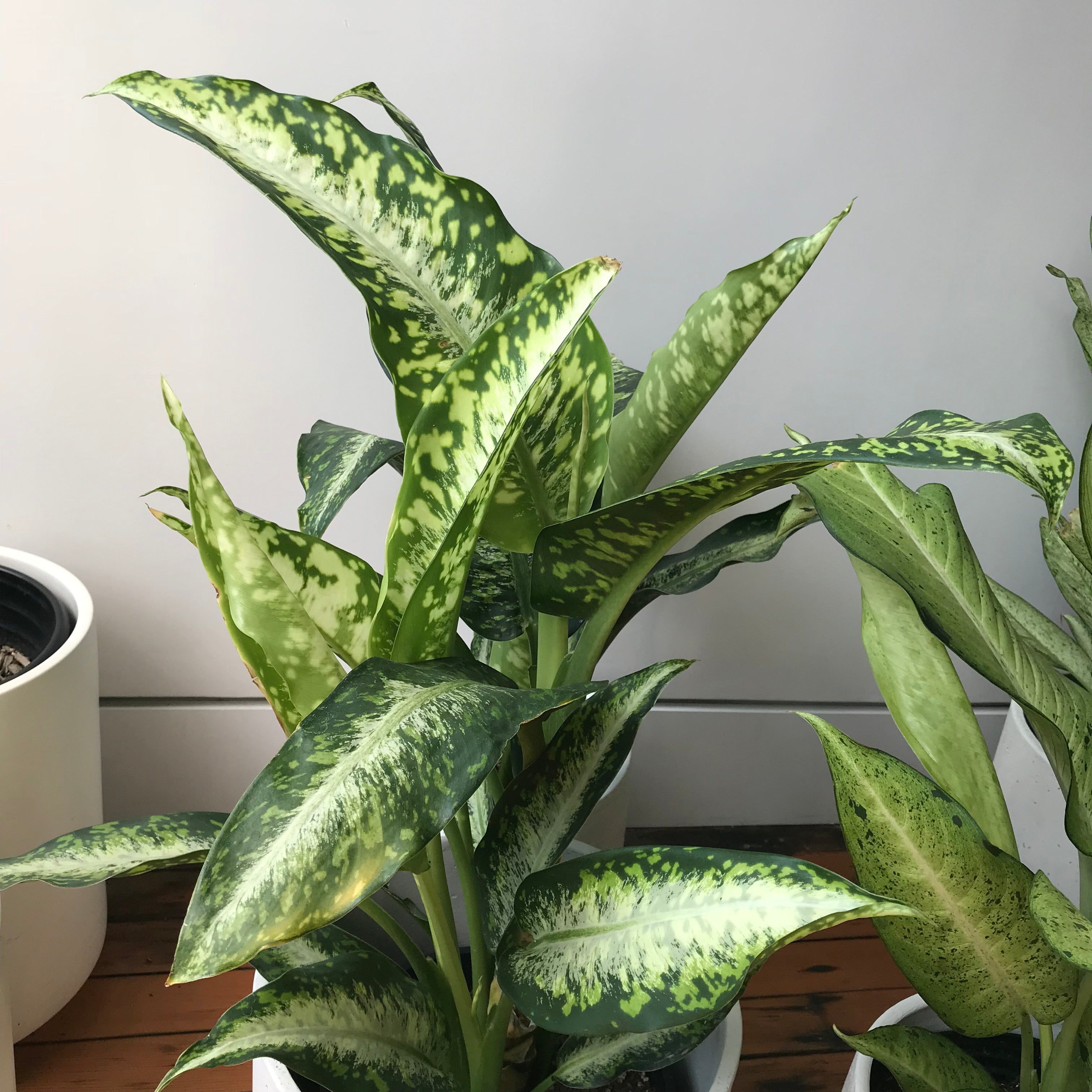 dieffenbachia panther care Dieffenbachia Panther – Local Branch